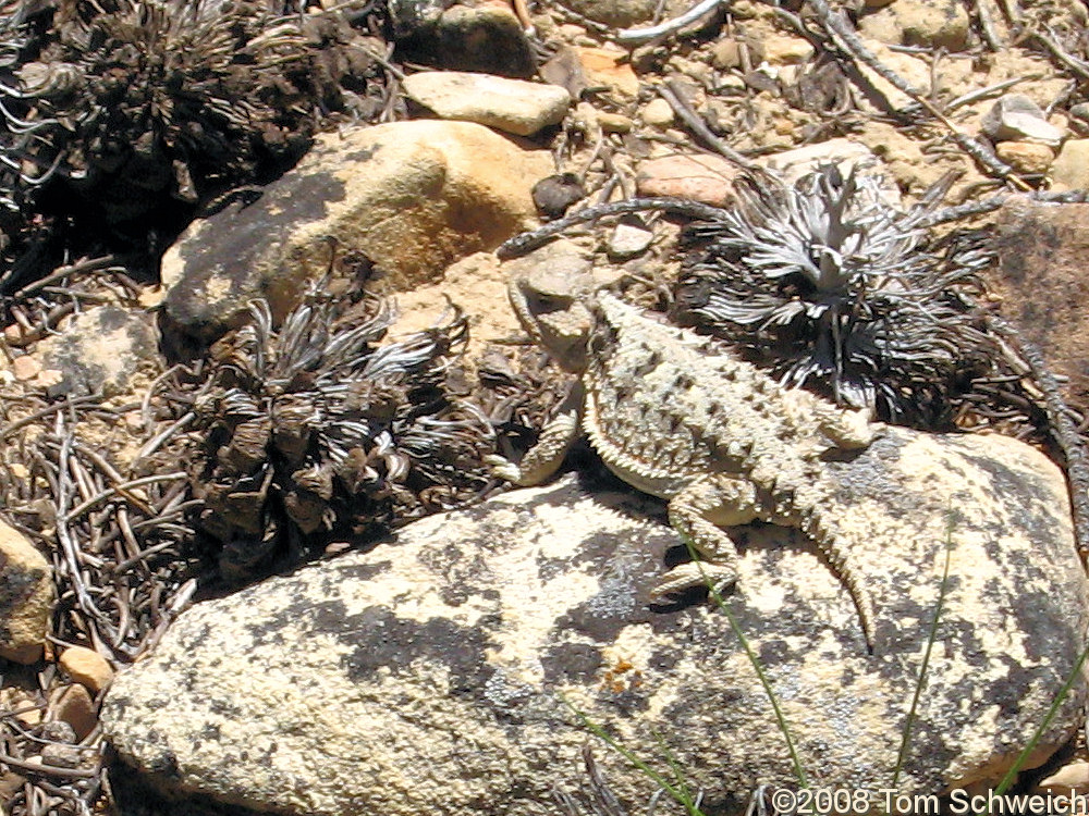 Reptilia, Phrynosoma