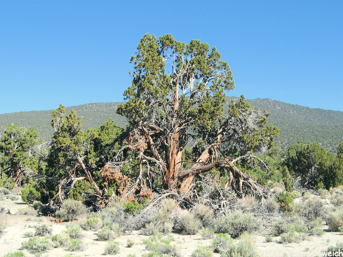 Cupressaceae Juniperus osteosperma, Mono Lake, California