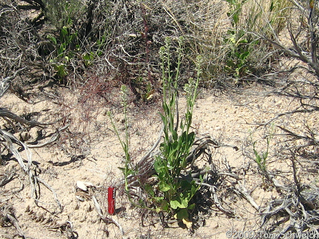 Brassicaceae Thelypodium milleflorum