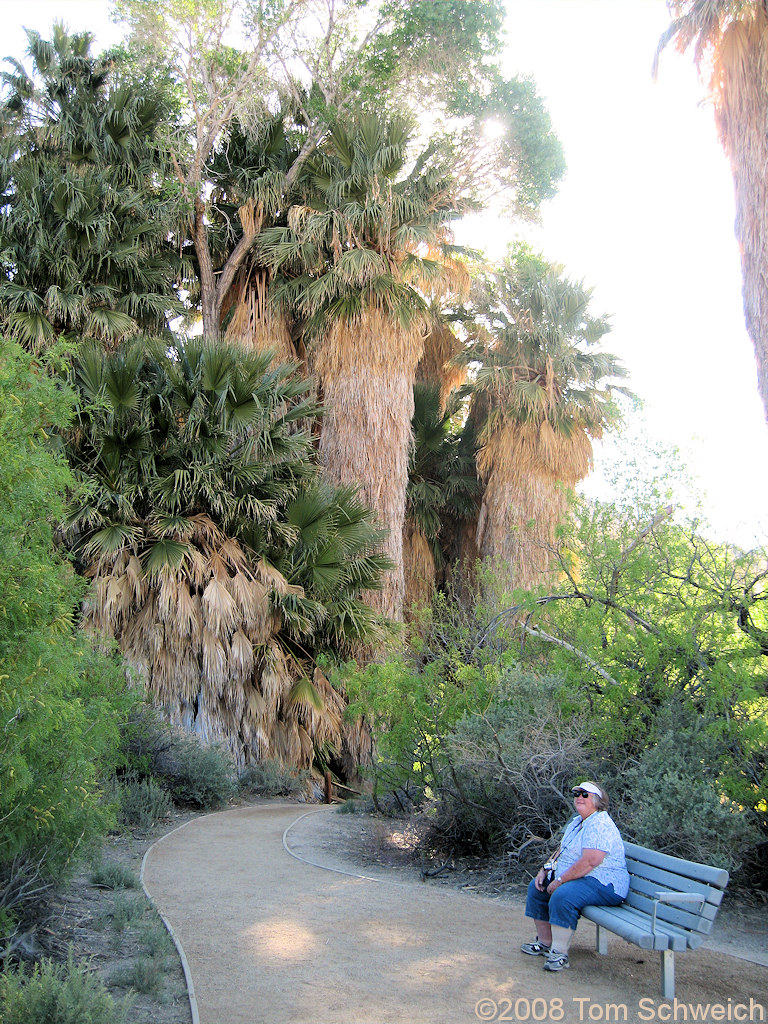 California, Riverside County, Joshua Tree National Park, Cottonwood Spring