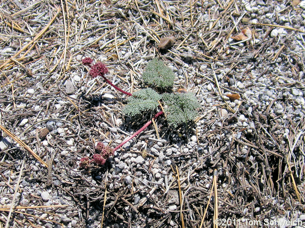 Apiaceae Cymopterus cinerarius