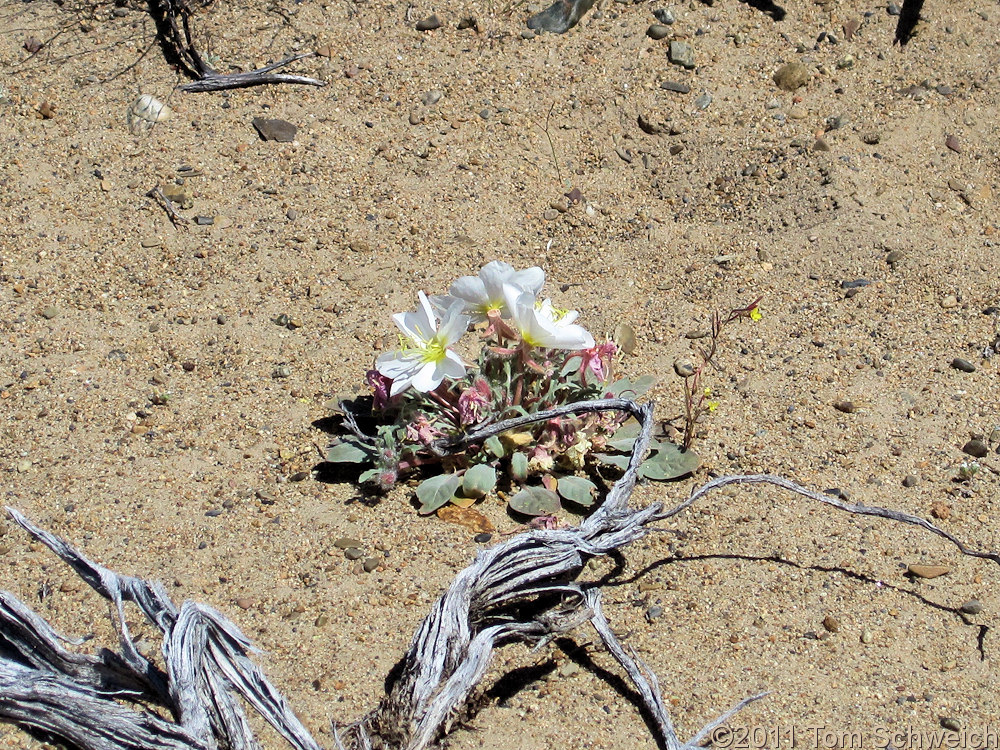 Onagraceae Oenothera cespitosa marginata