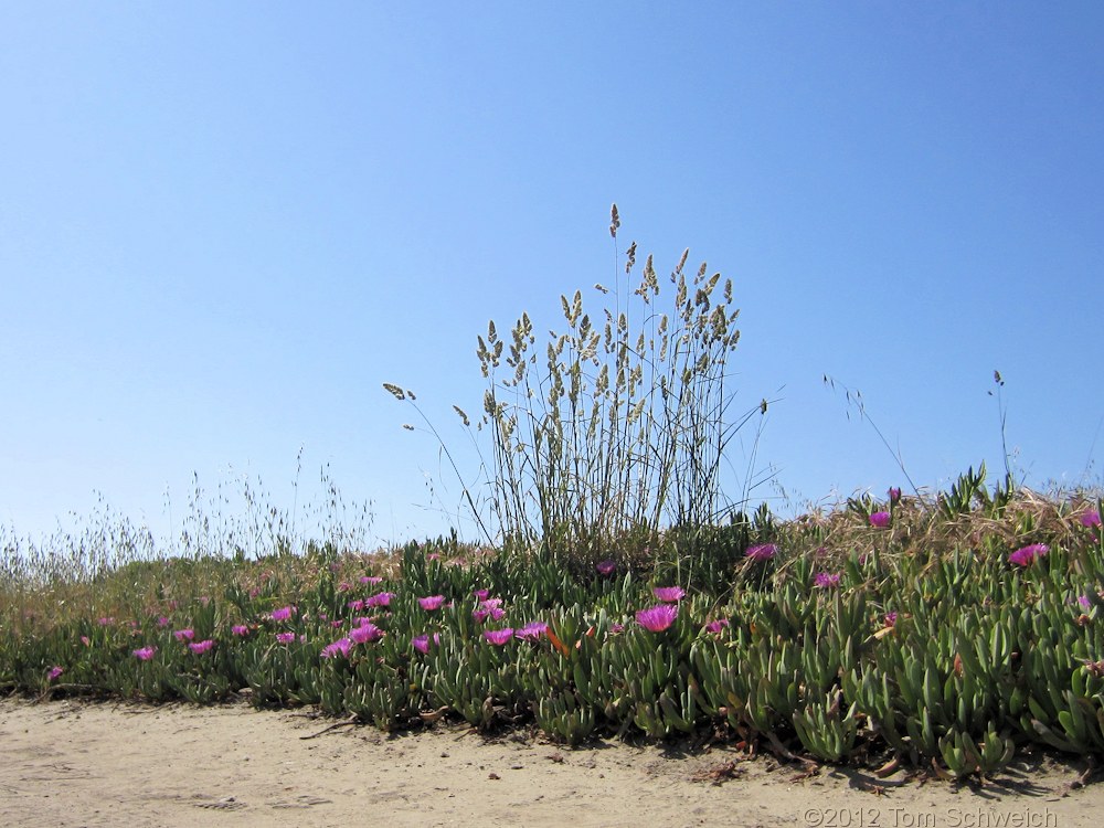 Poaceae Dactylis glomerata