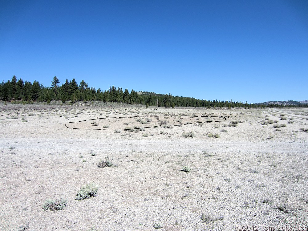 Fabaceae Astragalus monoensis