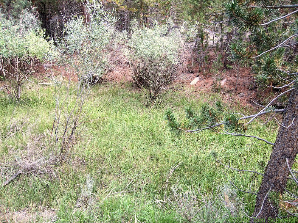 California, Mono County, Dry Creek