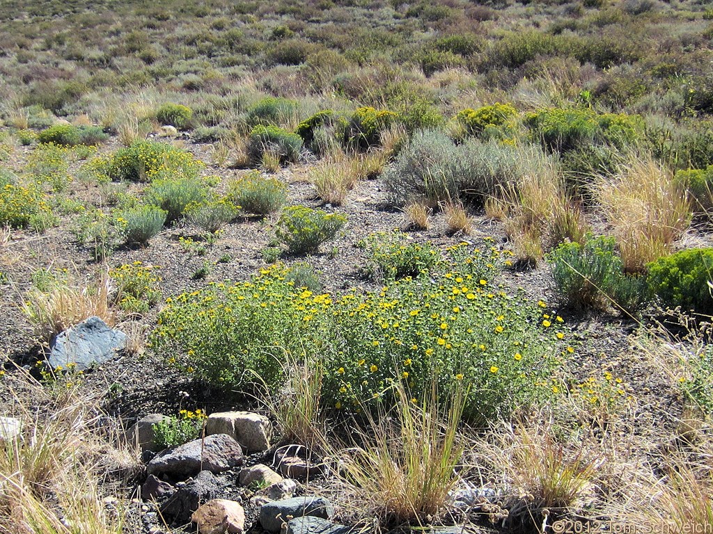 Asteraceae Grindelia squarrosa