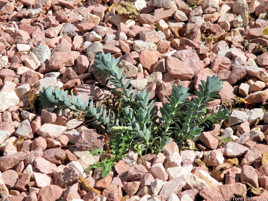 Euphorbiaceae Euphorbia myrsinites