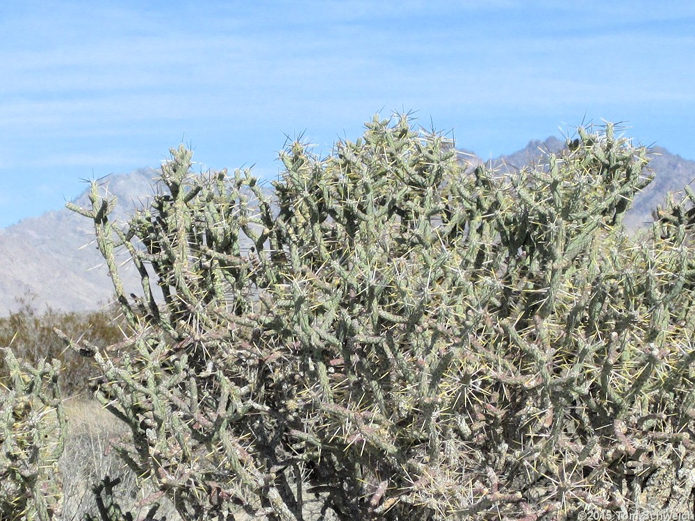 Cactaceae Cylindropuntia ramosissima