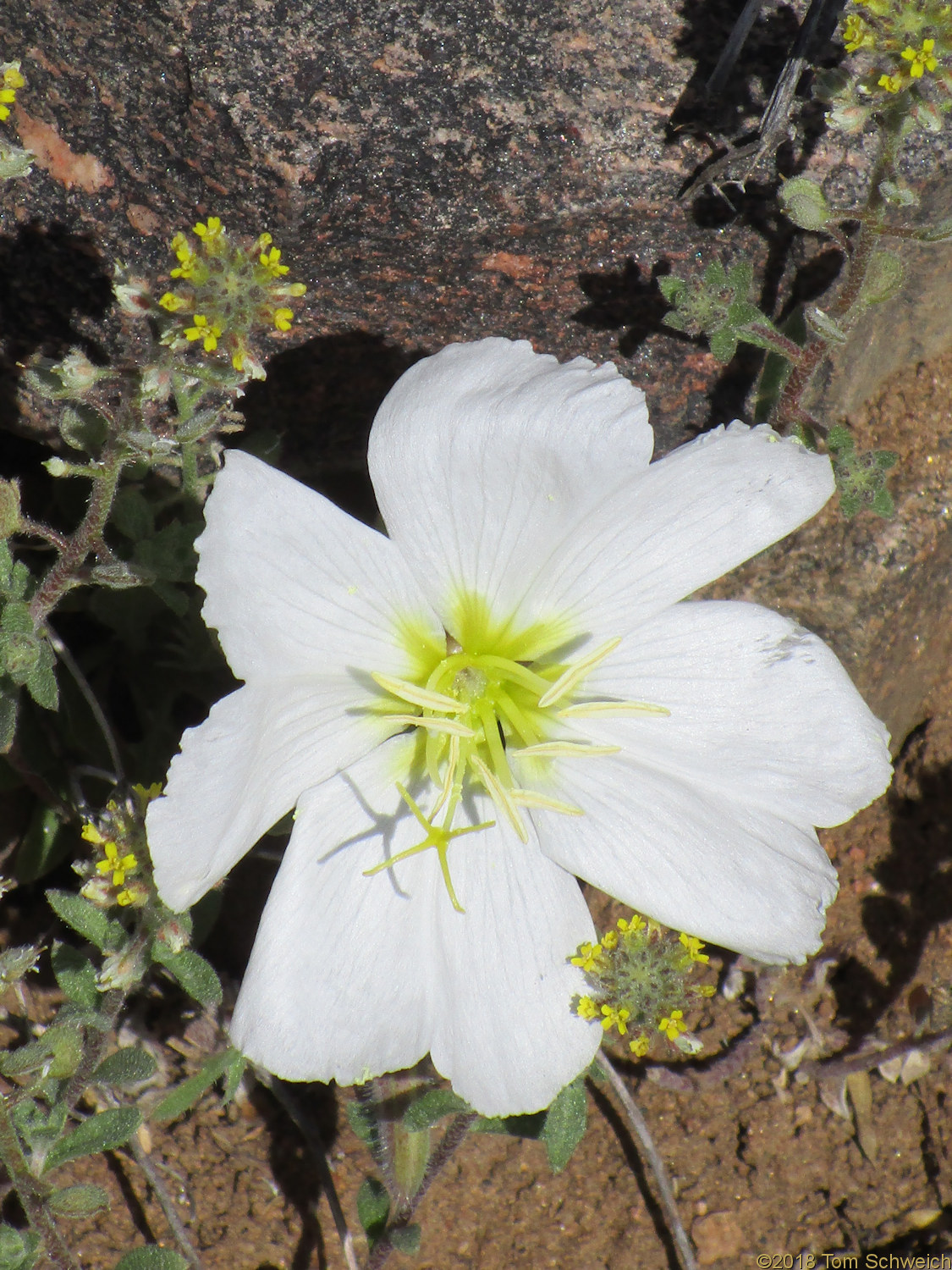 Onagraceae Oenothera coronopifolia