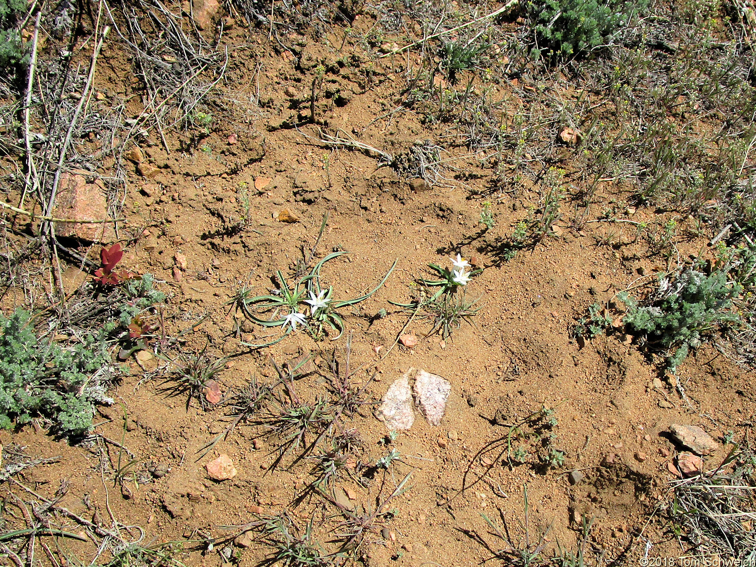 Anthericeae Leucocrinum montanum