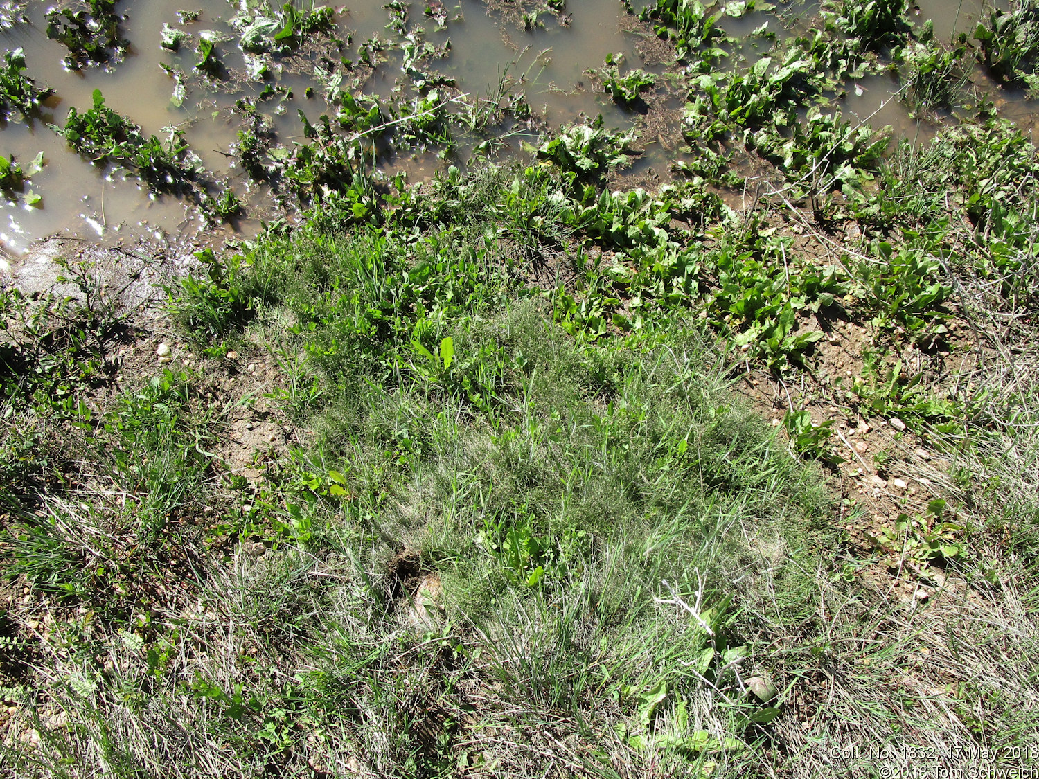 Cyperaceae Eleocharis acicularis