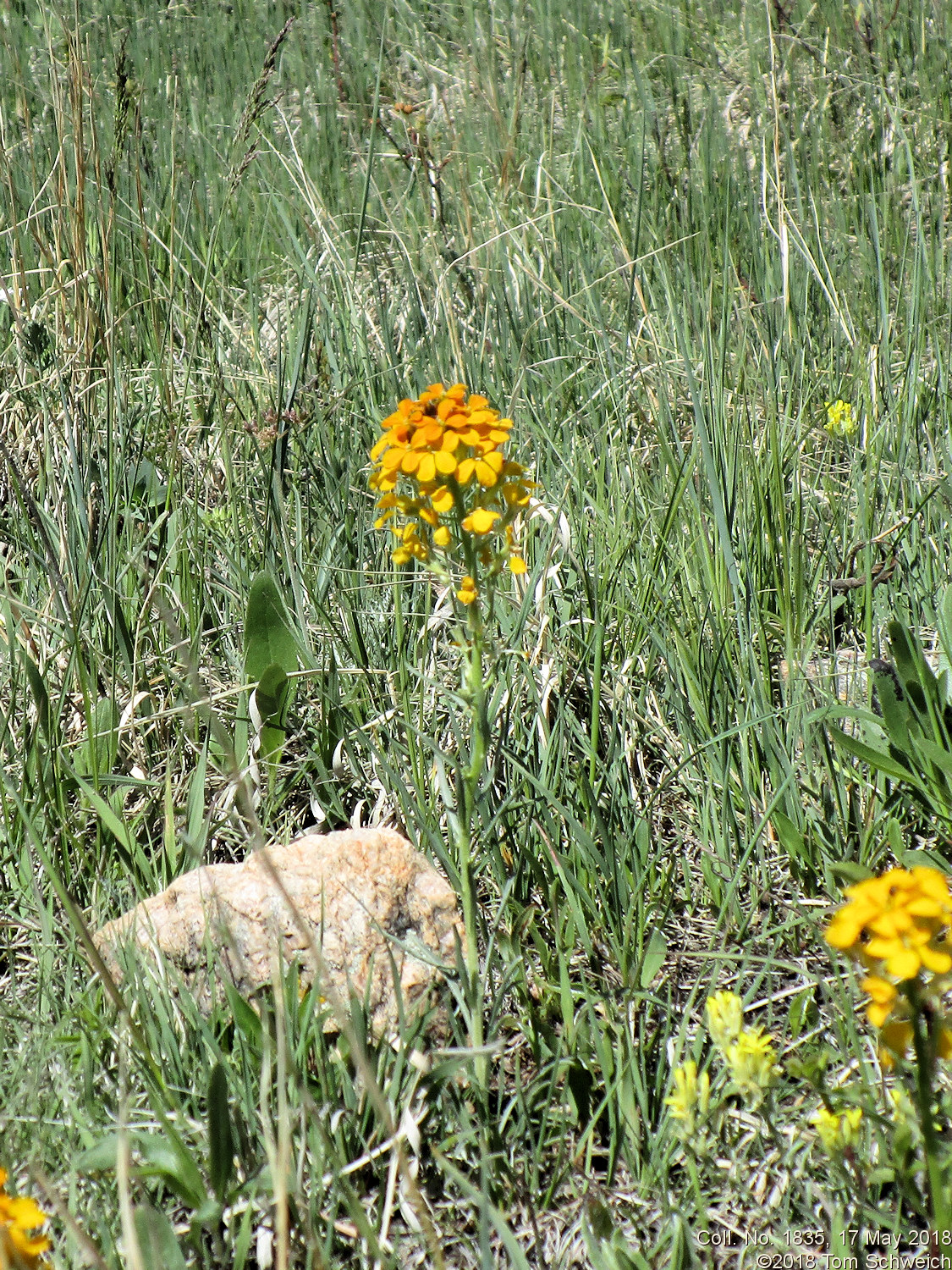 Brassicaceae Erysimum capitatum