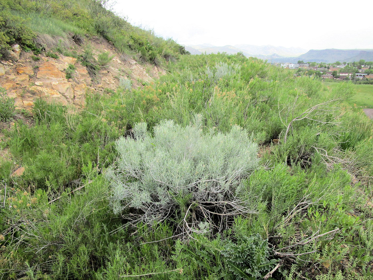 Asteraceae Ericameria nauseosa