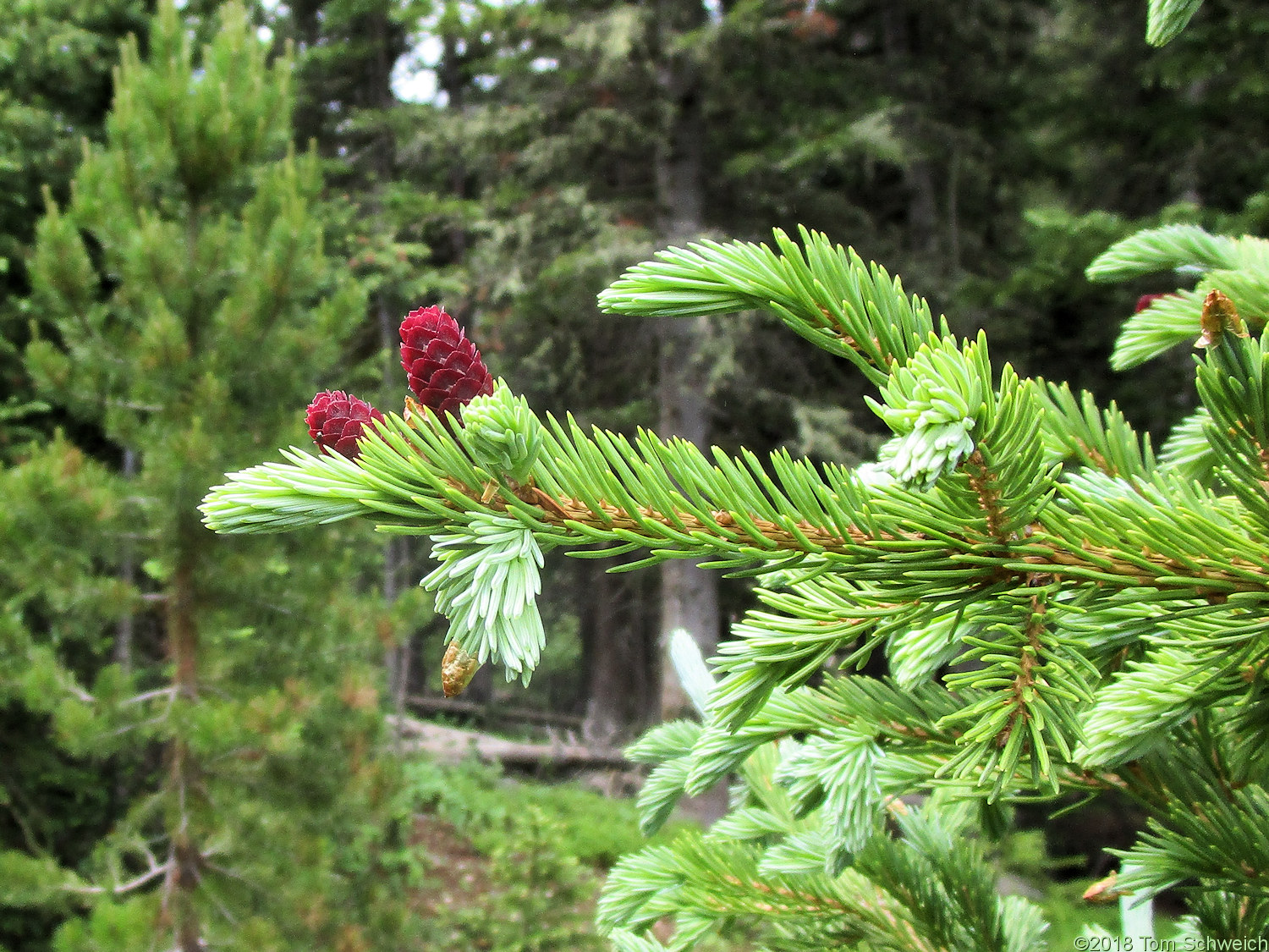 Pinaceae Abies bifolia