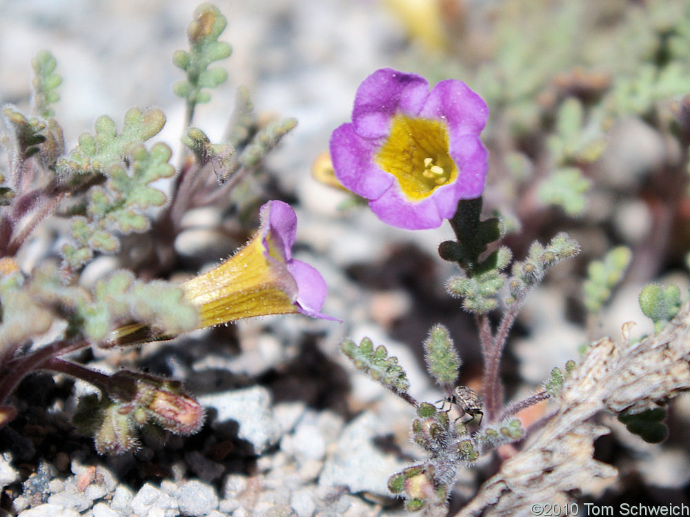Boraginaceae Phacelia bicolor