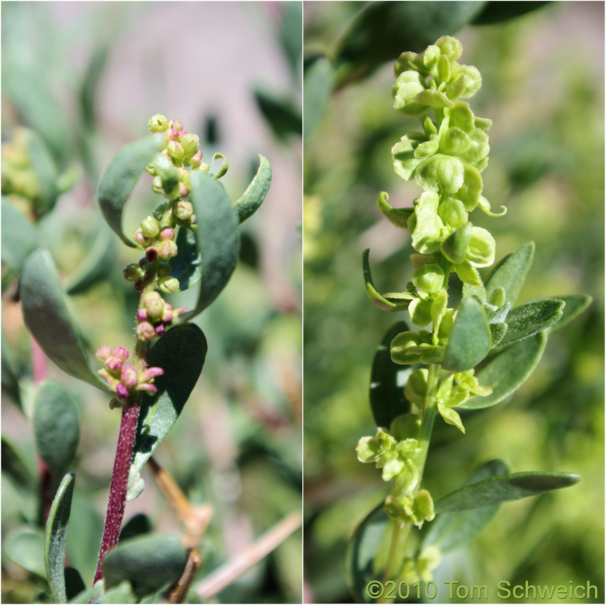 Chenopodiaceae Grayia Spinosa