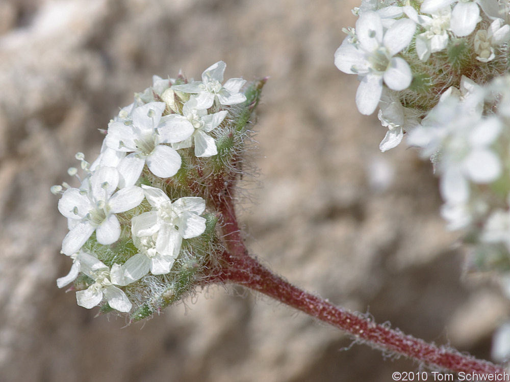 Polemoniaceae Ipomopsis congesta congesta