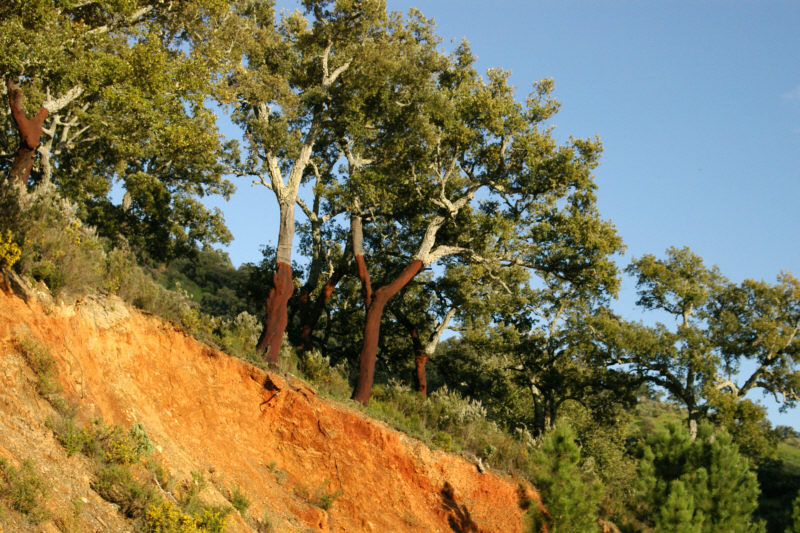Cork Oaks between Jubrique and Algatocin