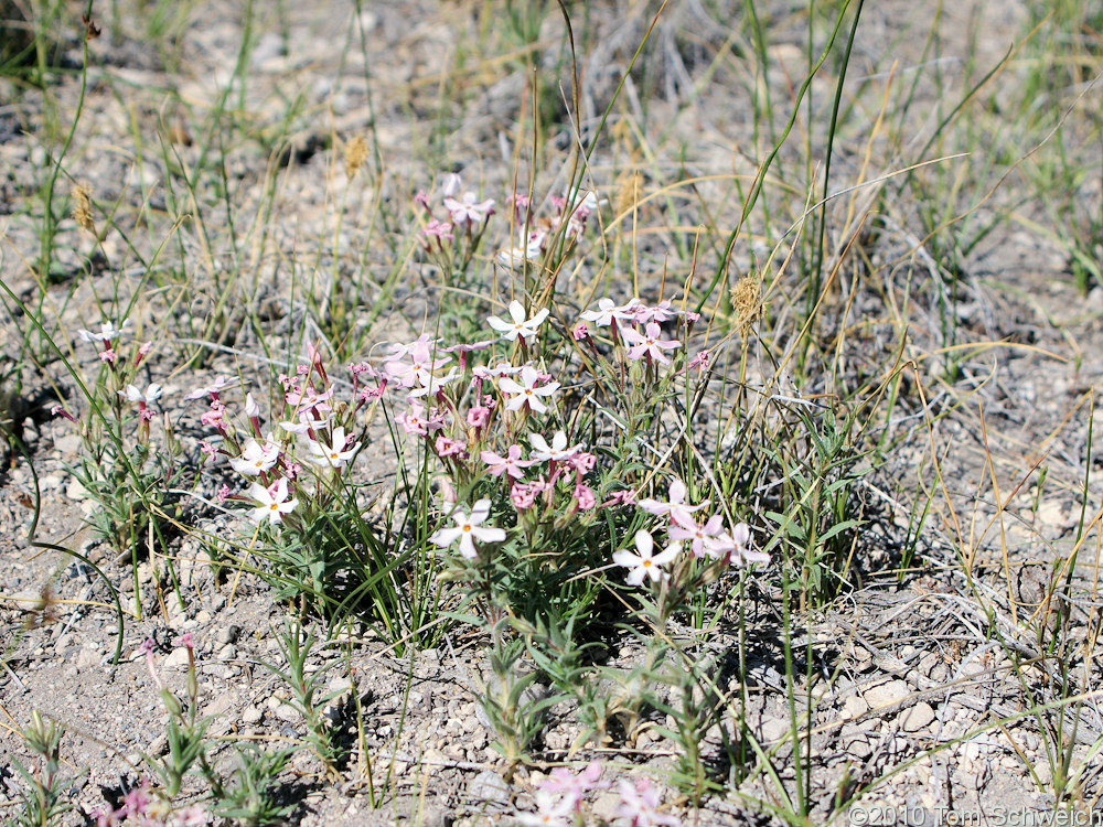 Polemoniaceae Phlox stansburyi