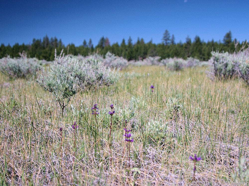 Plantaginaceae Penstemon cinicola