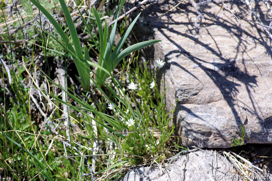 Caryophyllaceae Stellaria longipes