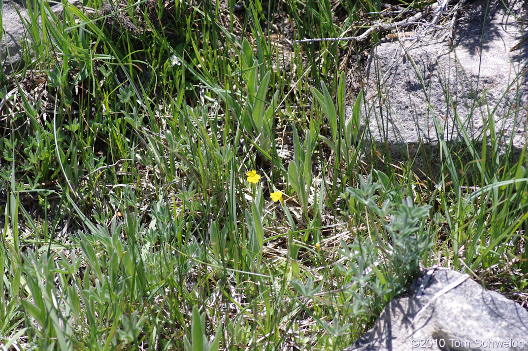 Phyrmaceae Mimulus primuloides