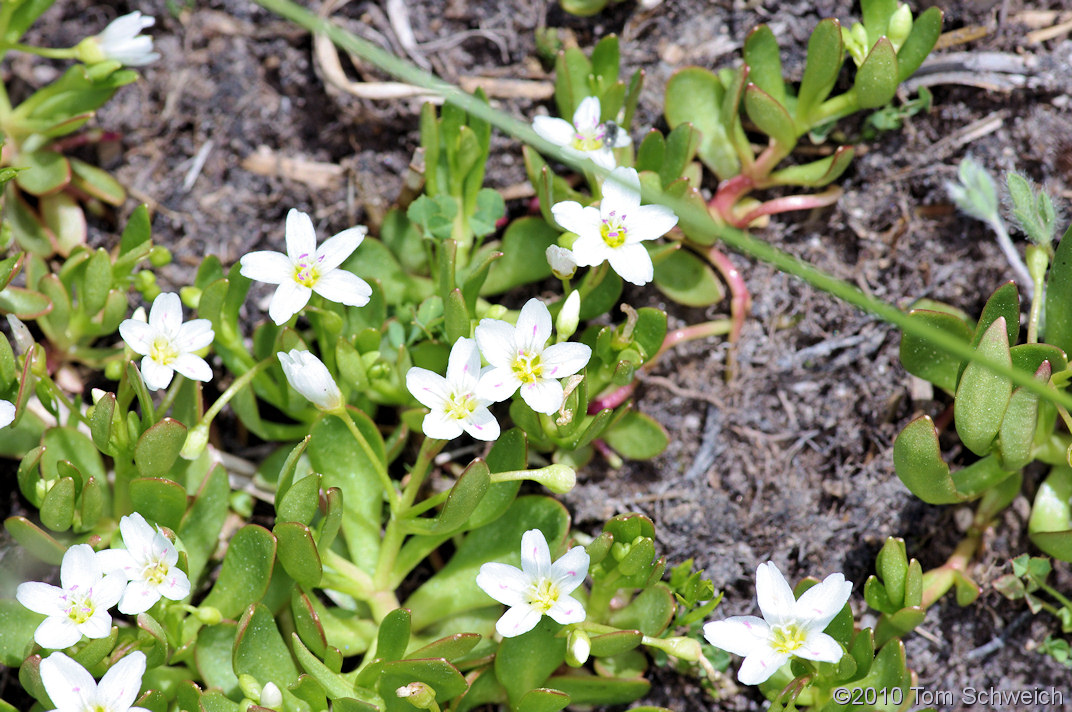 Portulacaceae Montia chamissoi