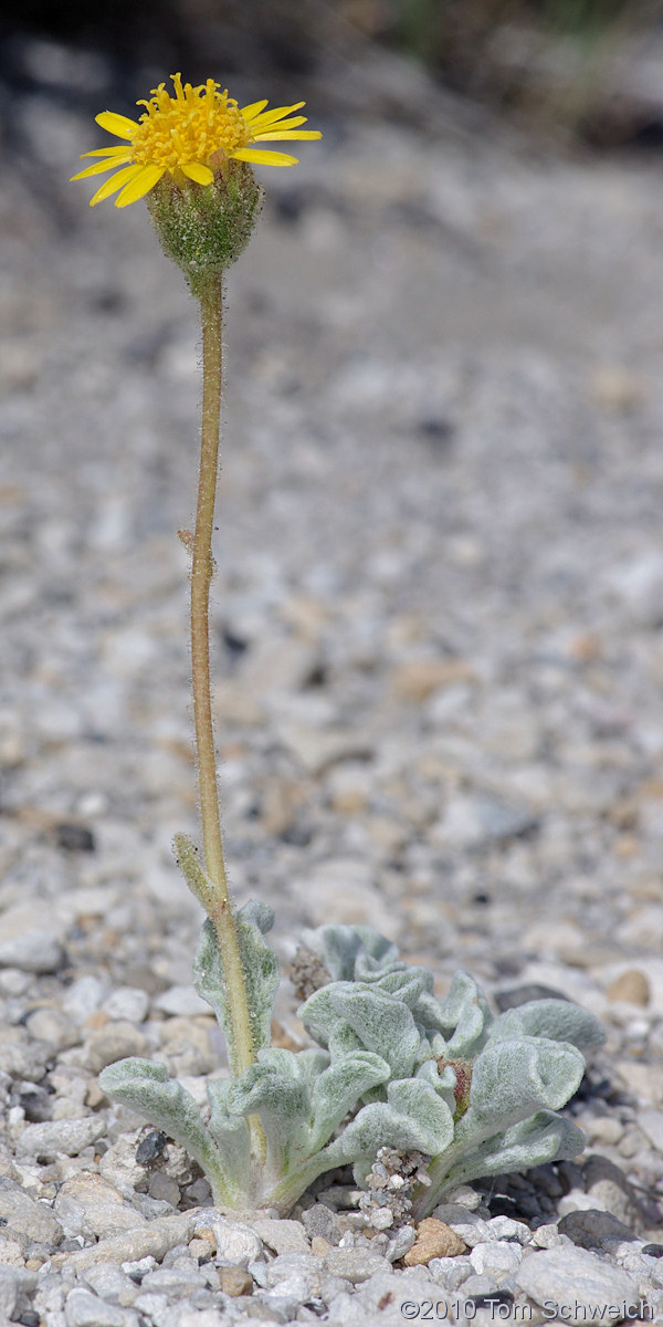 Asteraceae Hulsea vestita vestita