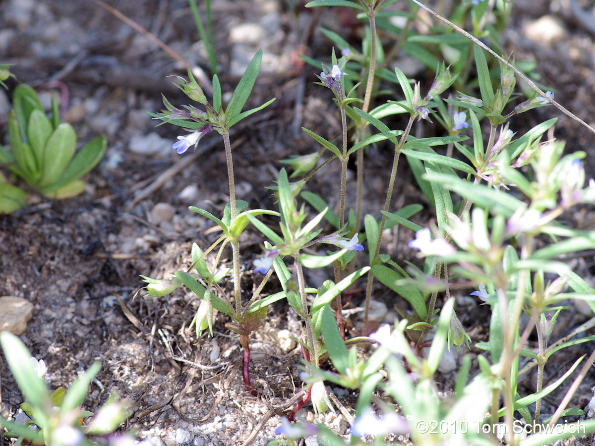 Plantaginaceae Collinsia parviflora