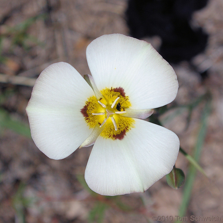 Liliaceae Calochortus