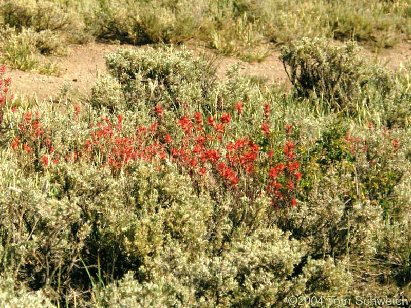 Wyoming Indian Paintbrush (<I>Castilleja linariifolia</I>) near Monitor Pass.