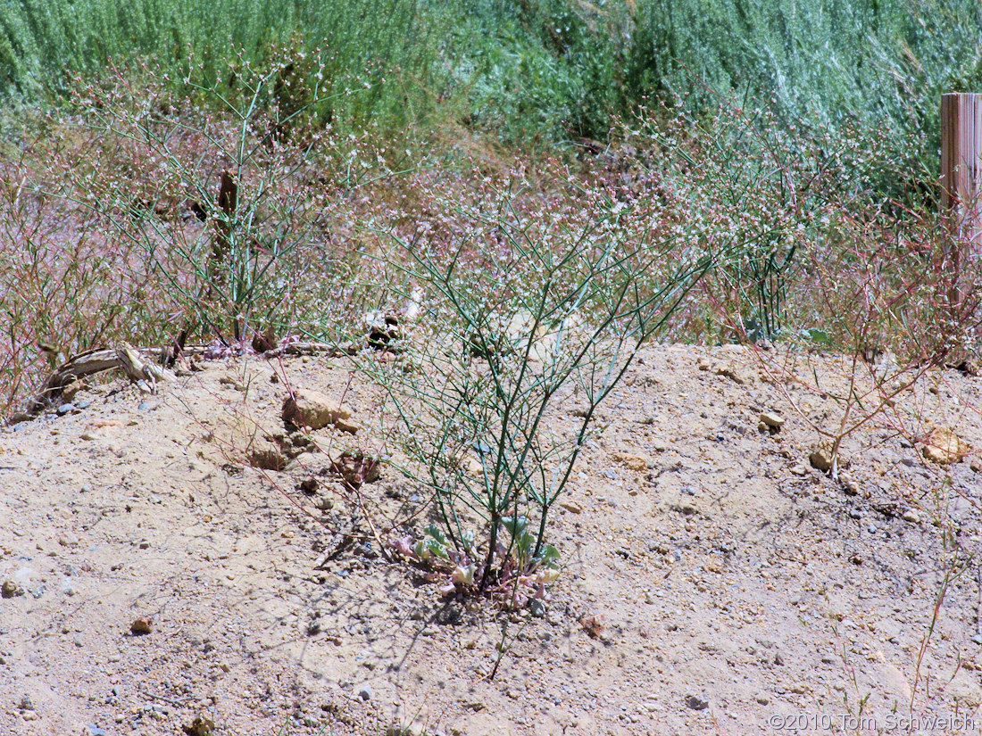 Polygonaceae Eriogonum baileyi baileyi