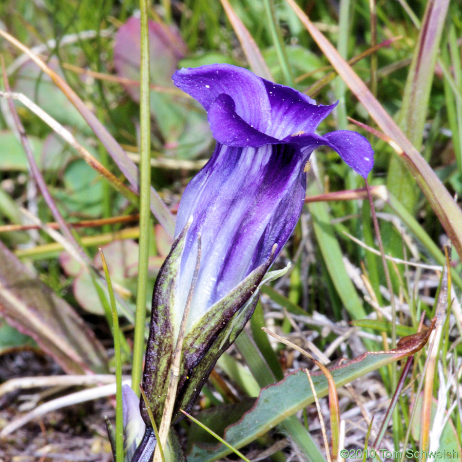 Gentianaceae Gentianopsis holopetala