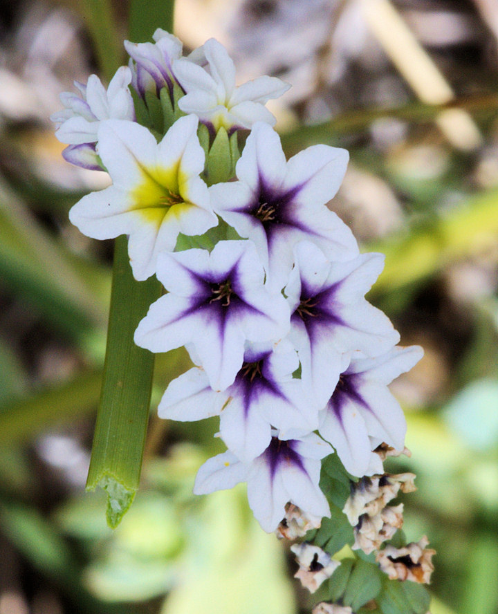 Boraginaceae Heliotropium curassavicum