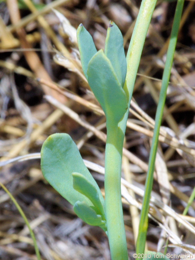 Boraginaceae Heliotropium curassavicum