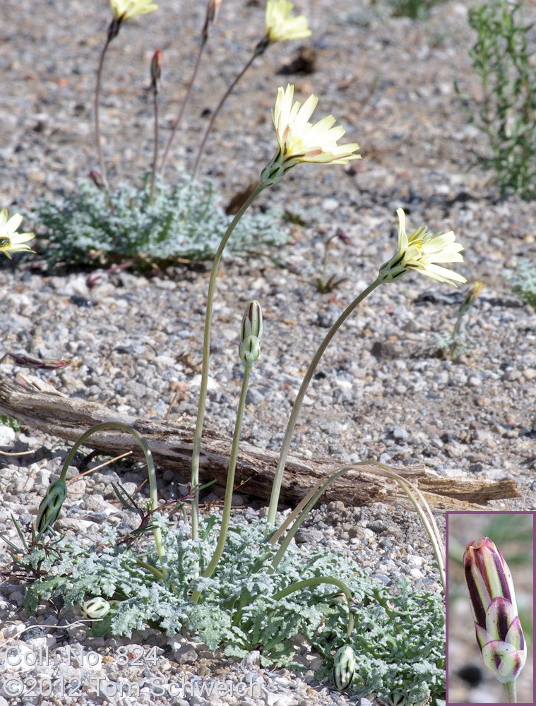 Asteraceae Anisocoma acaulis