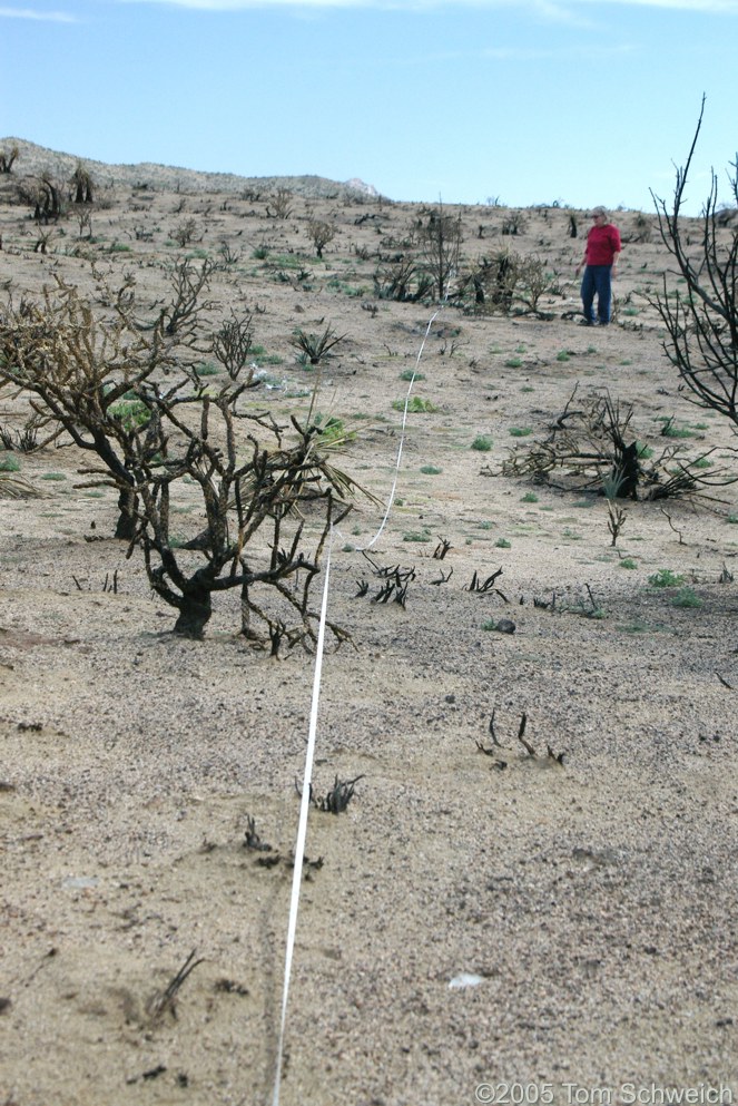 Salvia dorrii, Mojave National Preserve, San Bernardino County, California
