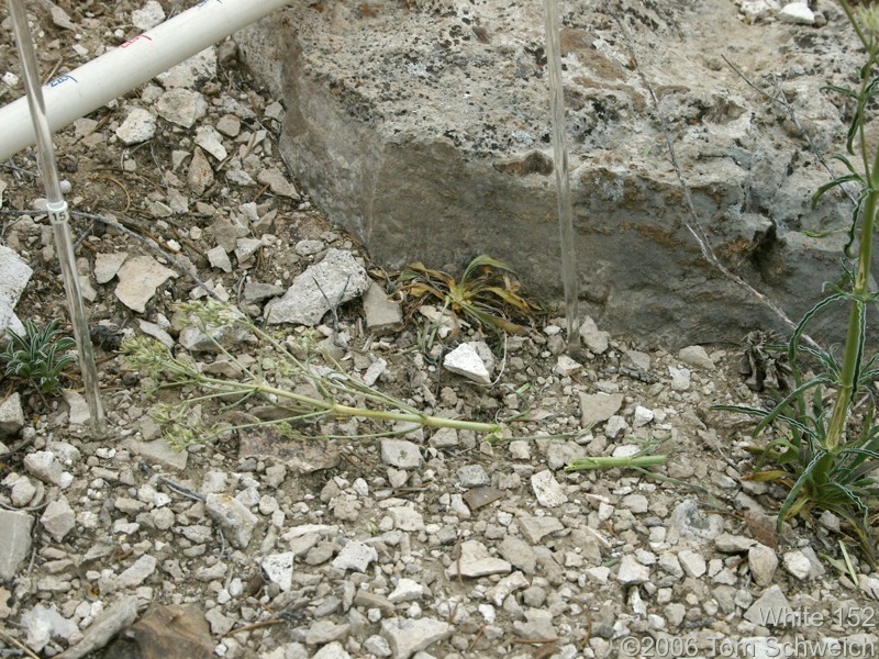 Frasera albomarginata, Mojave National Preserve, San Bernardino County, California