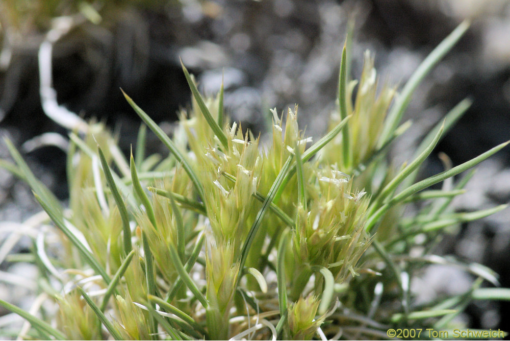 Erioneuron pulchellum, Furnace Creek, Mono County, California