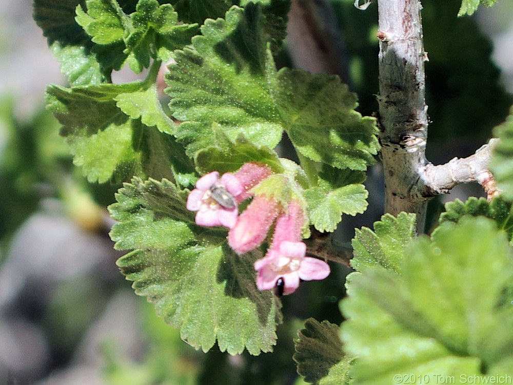 Grossulariaceae Ribes cereum cereum