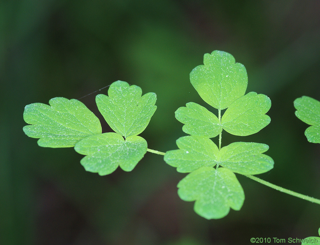 Ranunculaceae Thalictrum sparsiflorum