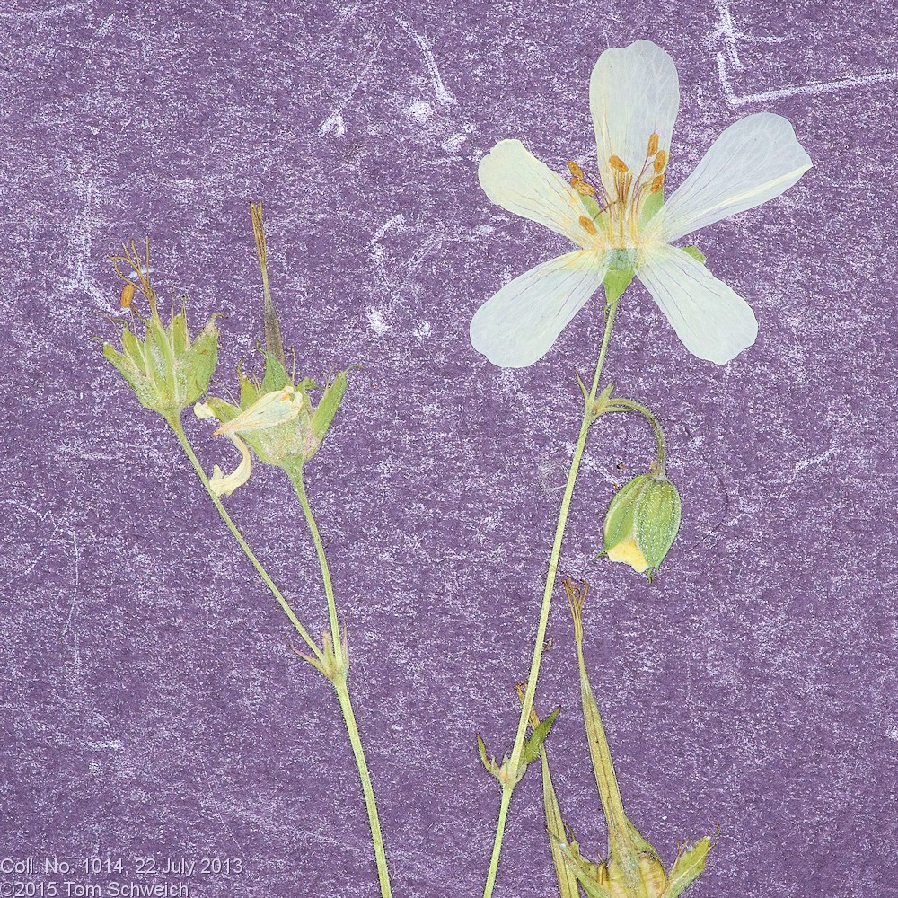 Geraniaceae Geranium richardsonii