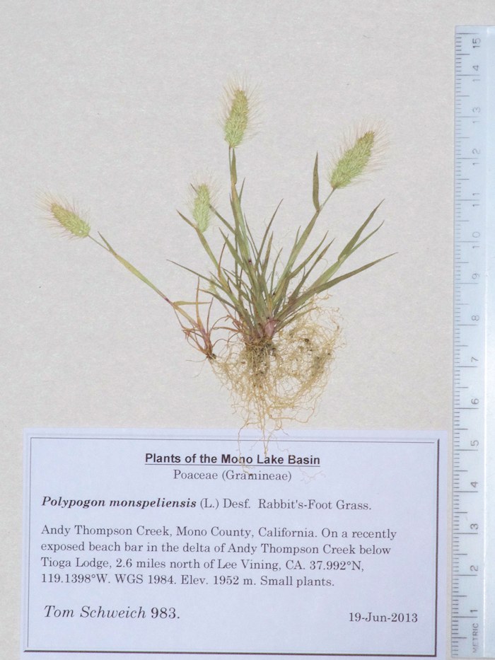Poaceae Polypogon monspeliensis