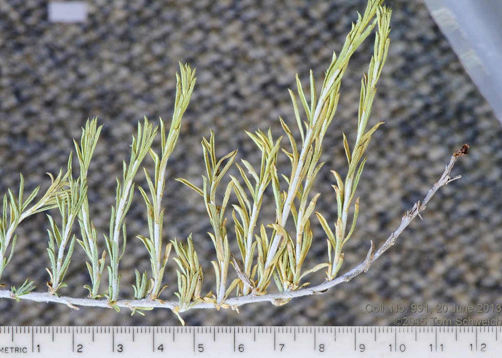 Asteraceae Ericameria parryi aspera