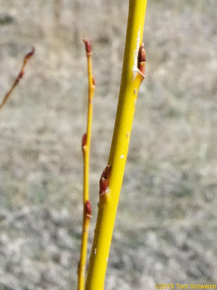 Salicaceae Salix alba