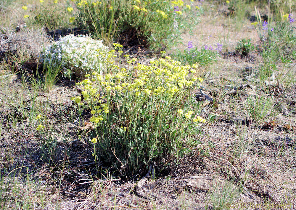 Polygonaceae Eriogonum umbellatum nevadense