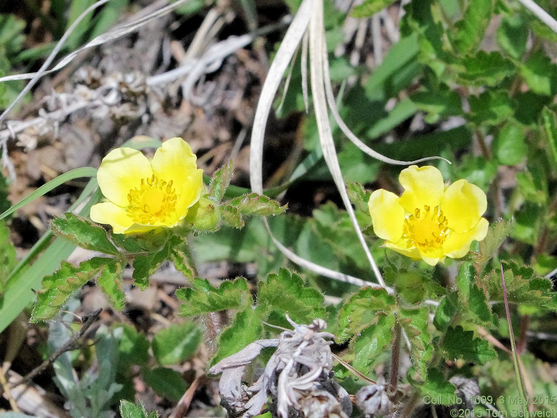 Rosaceae Potentilla fissa