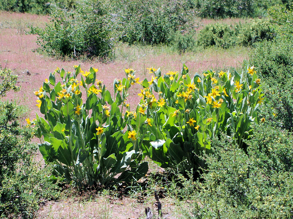 Asteraceae