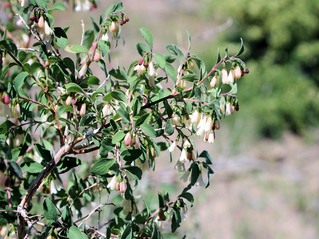 Caprifoliaceae Symphoricarpos rotundifolius