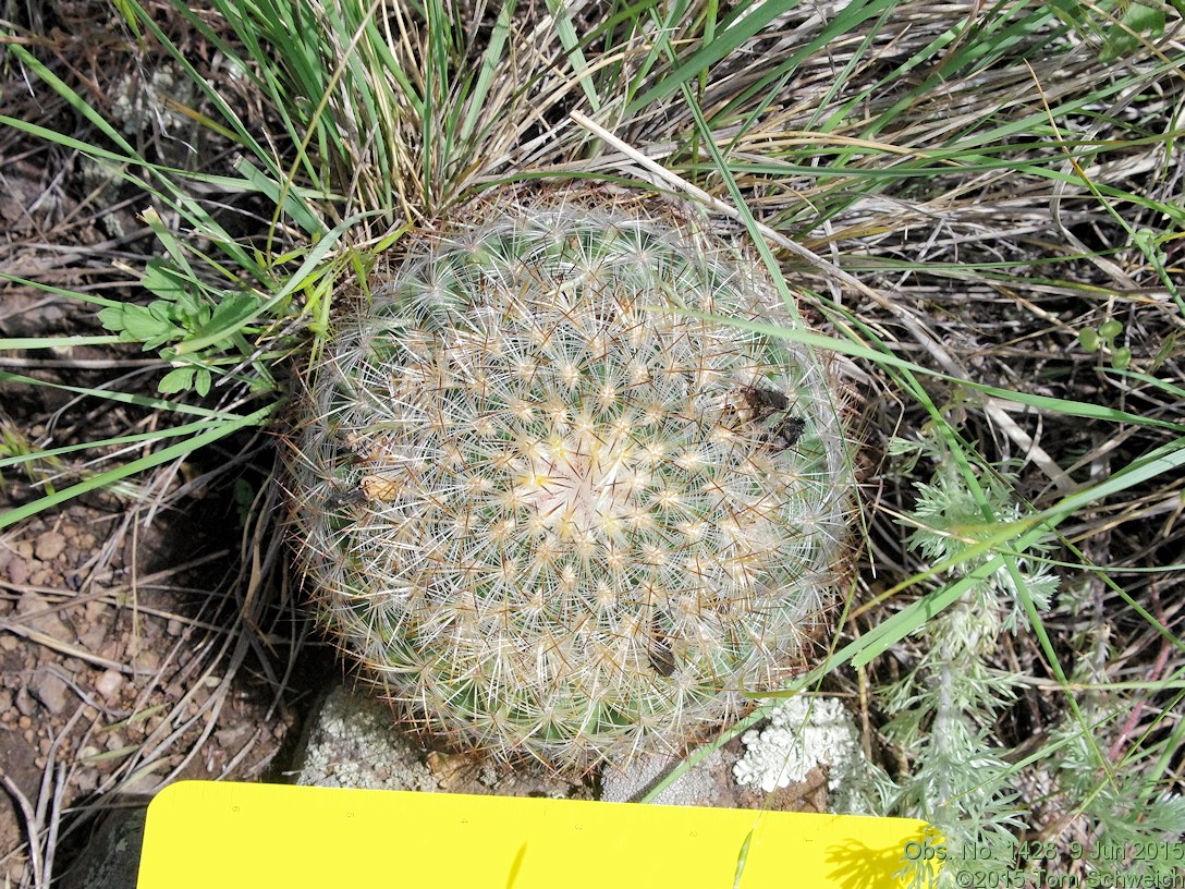 Cactaceae Pediocactus simpsonii